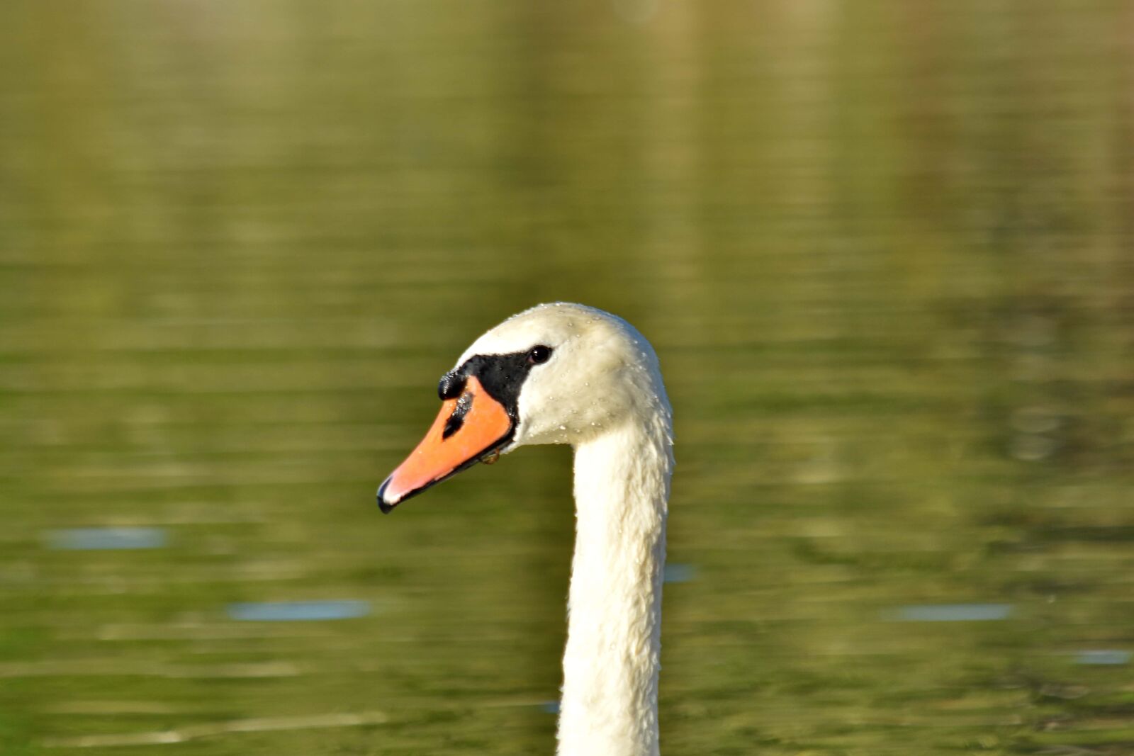 Nikon D5500 sample photo. Alone, bird, single, swan photography