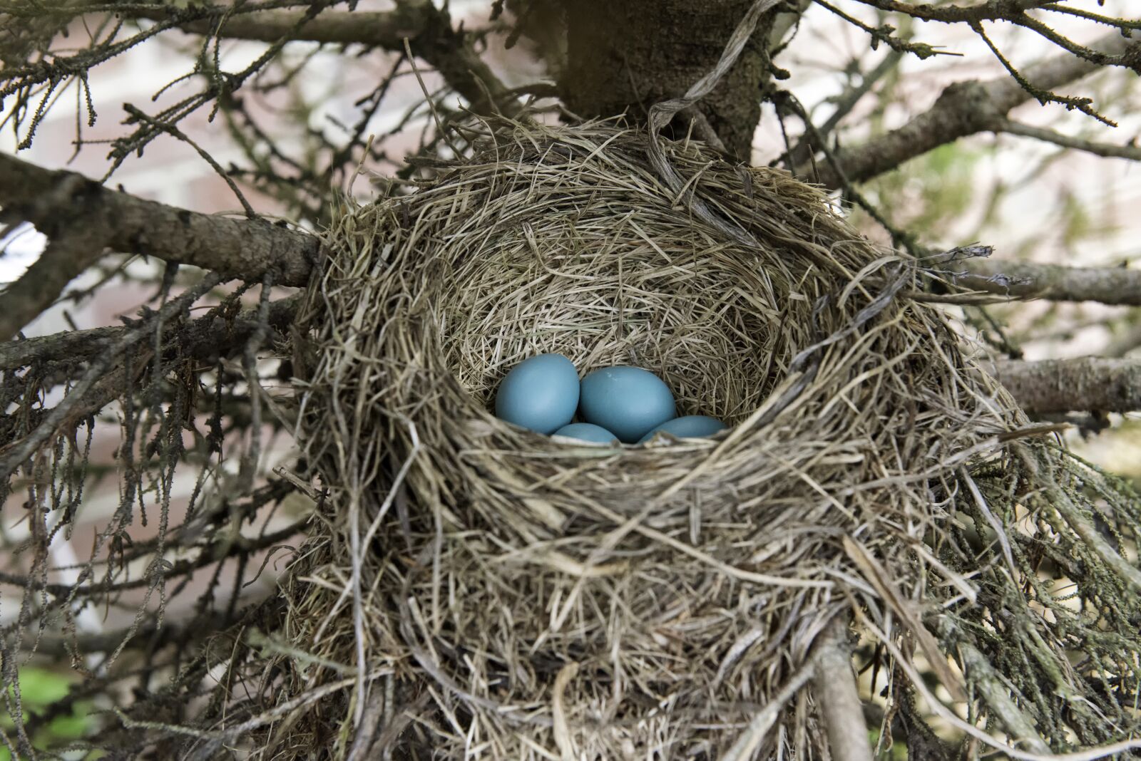Nikon D800 sample photo. Eggs, birds, nest photography