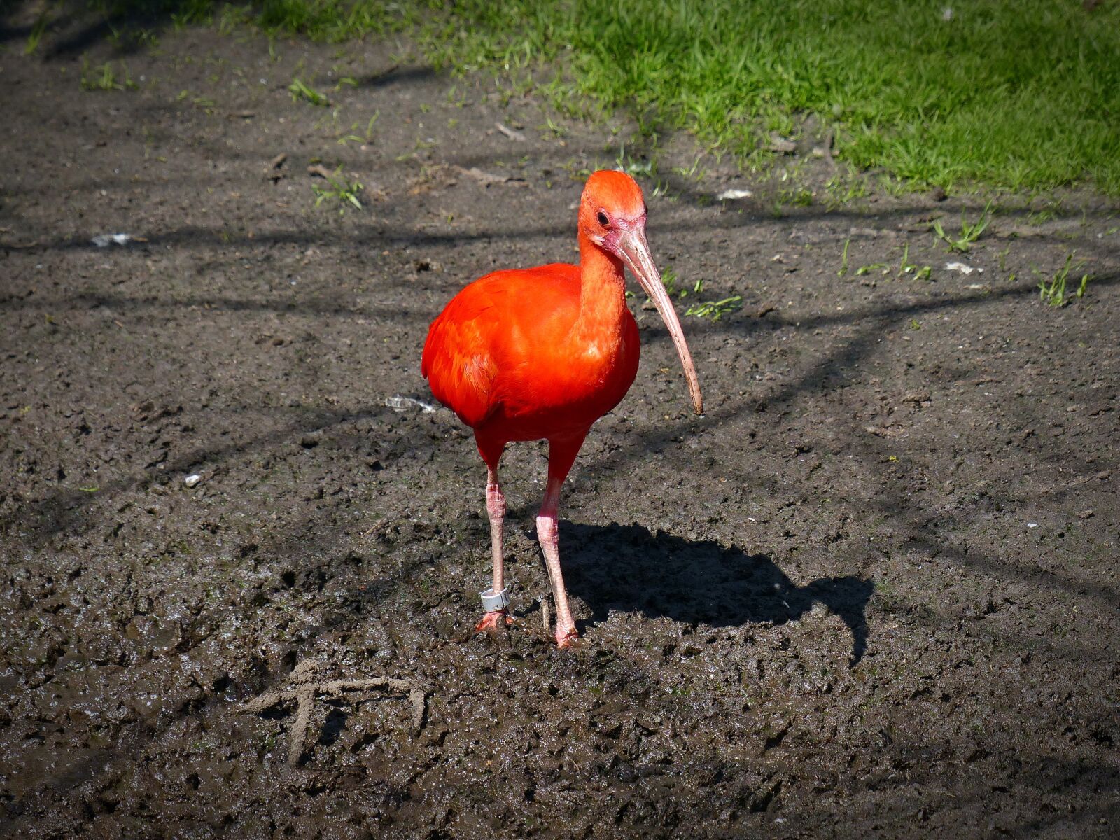 Panasonic Lumix DMC-FZ200 sample photo. Red ibis, ibis, long photography