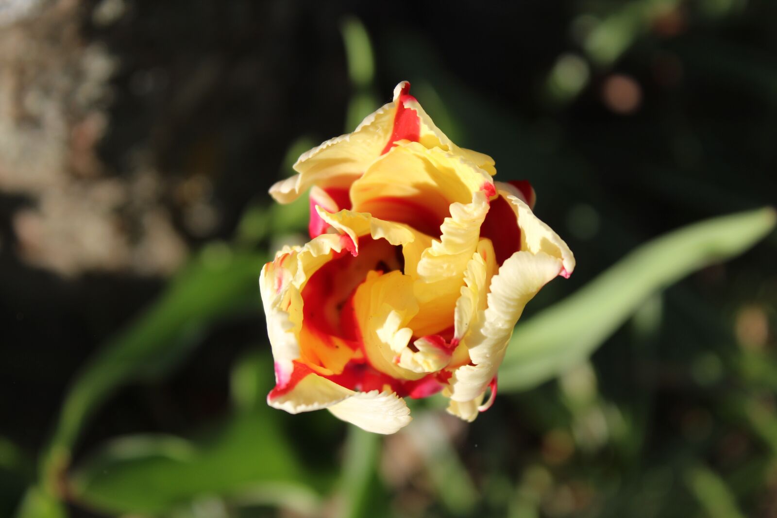 Canon EOS 1300D (EOS Rebel T6 / EOS Kiss X80) sample photo. Tulip, yellow, red photography