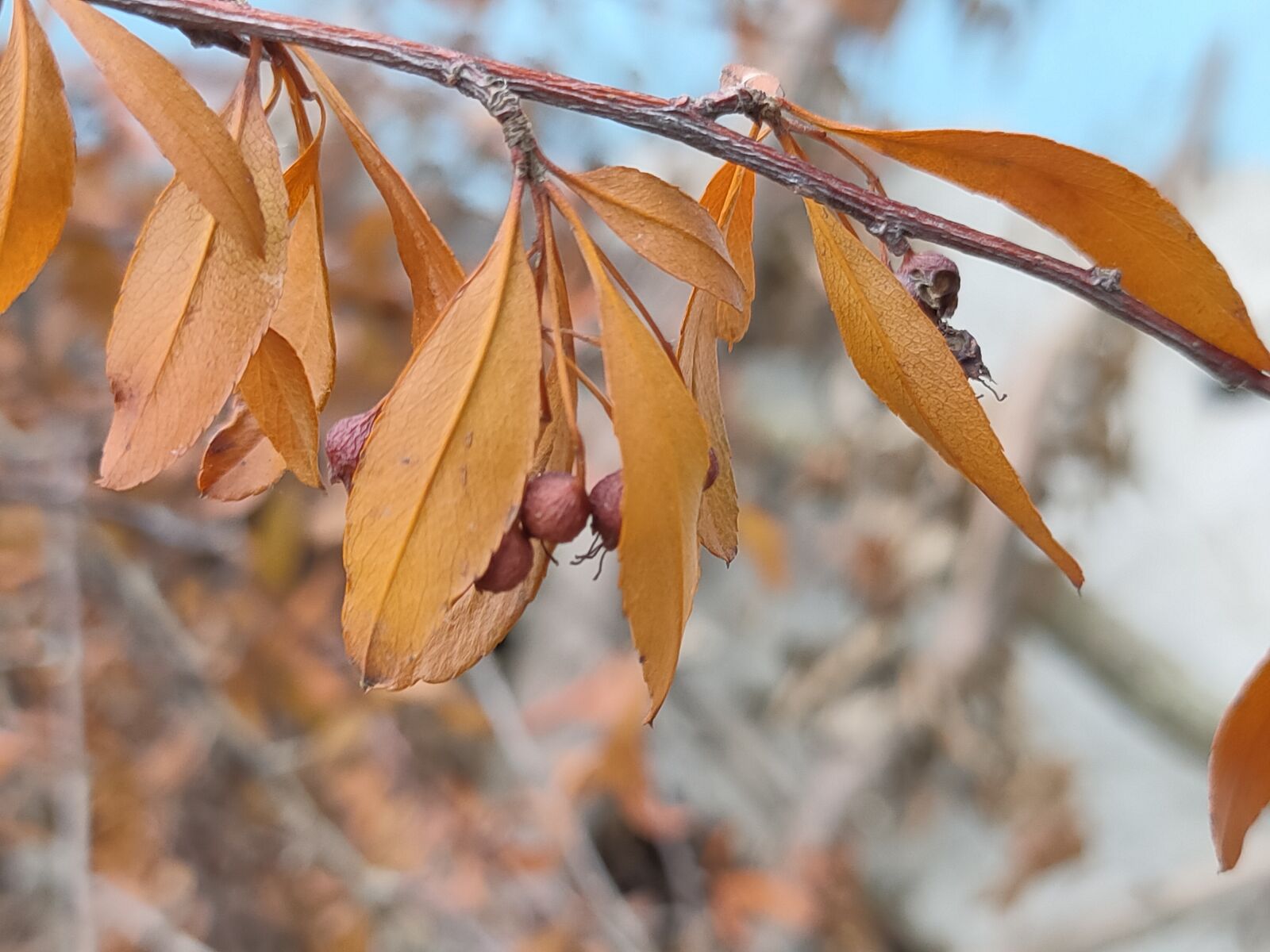 Realme 5 PRO sample photo. Brownleaf, nature, tree photography