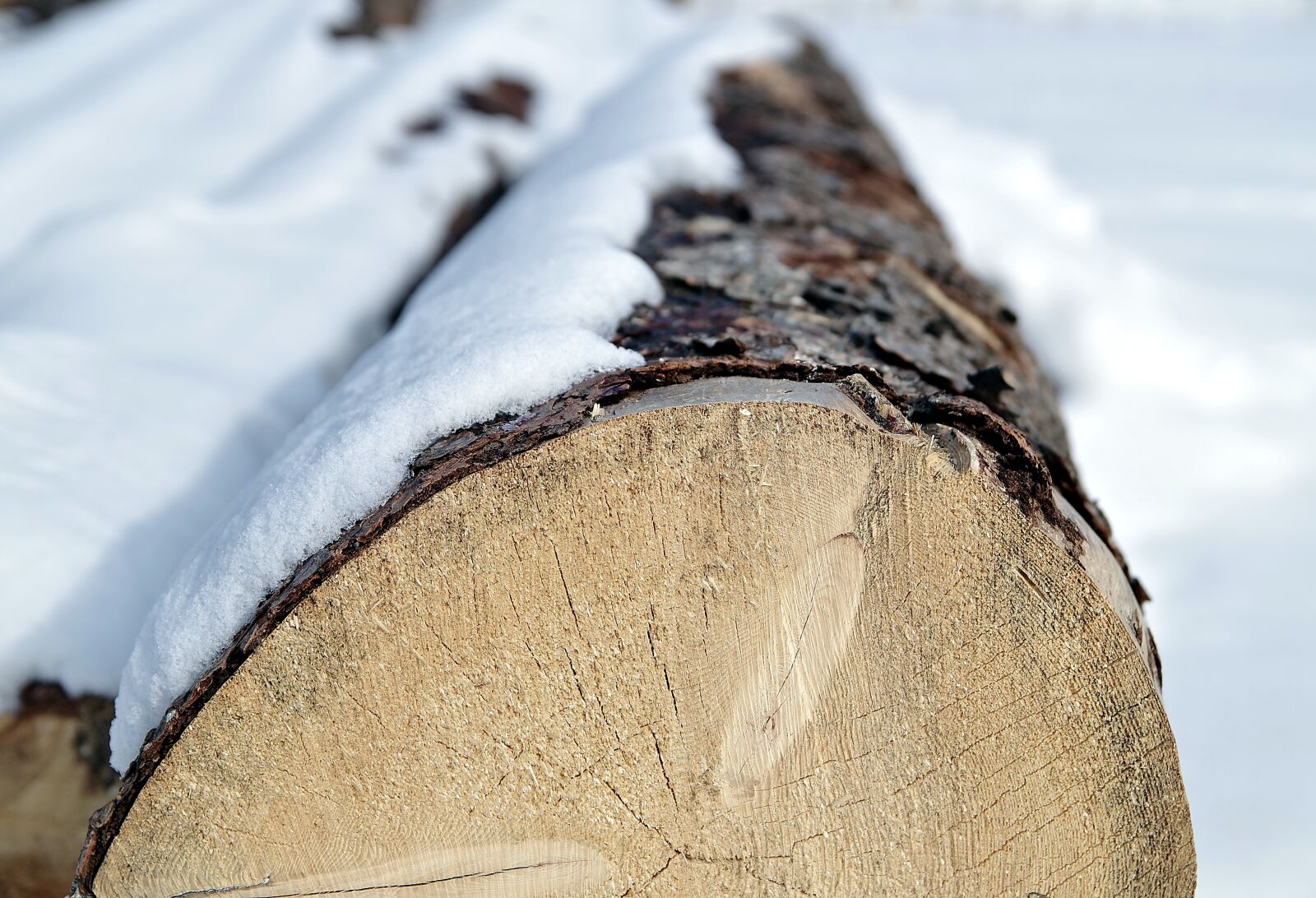 Pentax K-S2 sample photo. Wood, tree, trunk photography