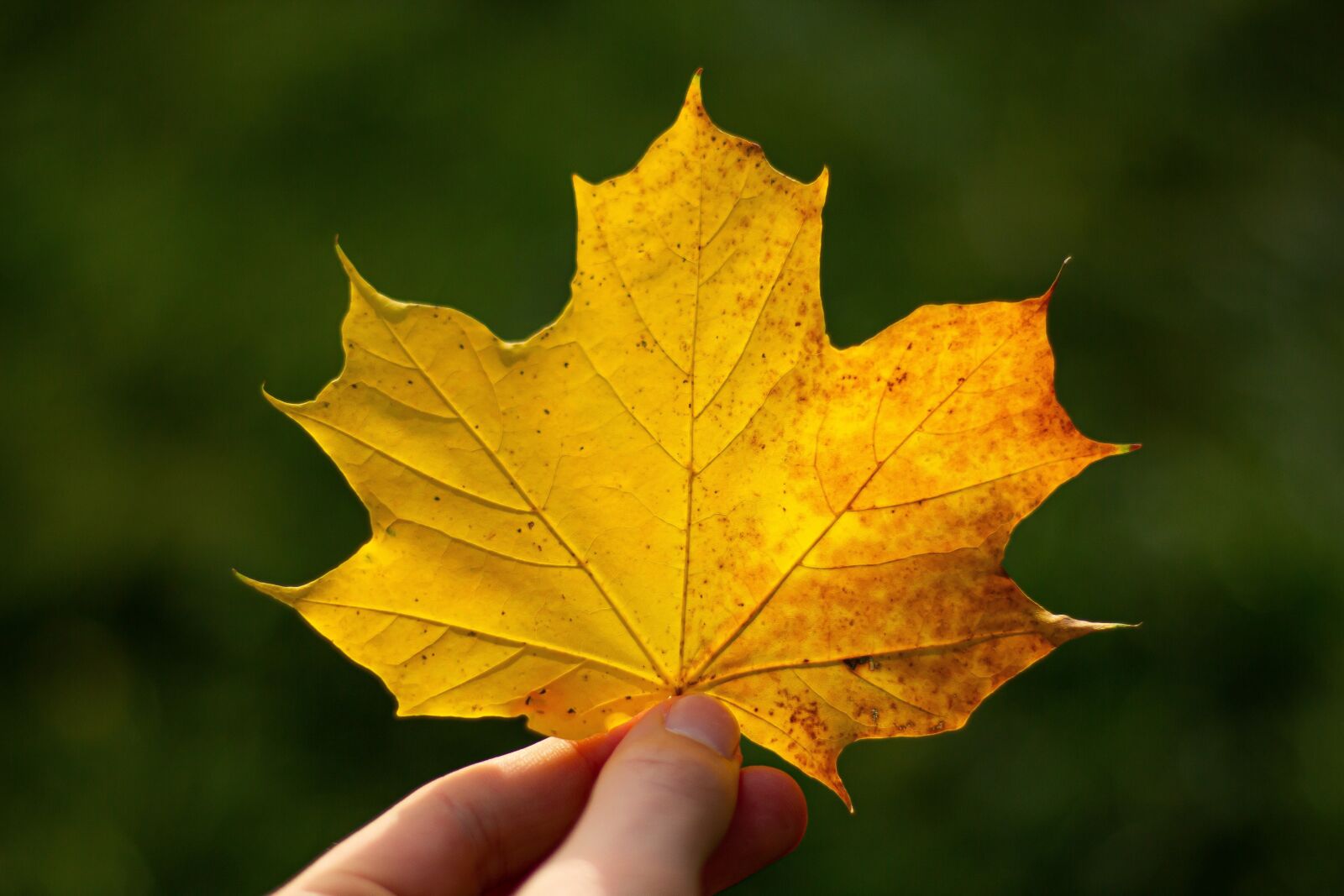 Canon EOS 700D (EOS Rebel T5i / EOS Kiss X7i) + Canon EF 50mm F1.8 STM sample photo. Leaf, hand, keep photography