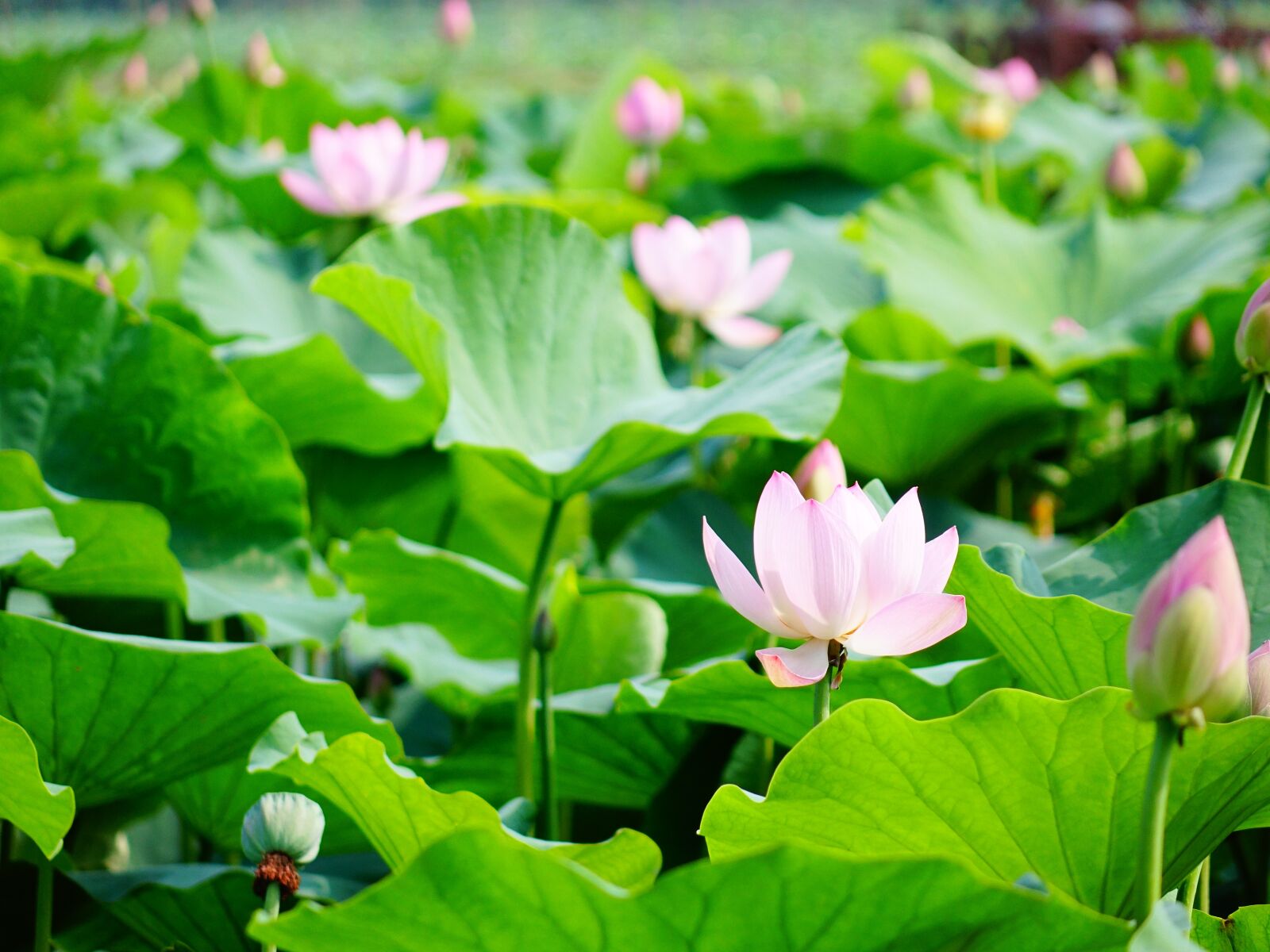 Sony Cyber-shot DSC-RX10 II sample photo. Lotus, the scenery, scenery photography