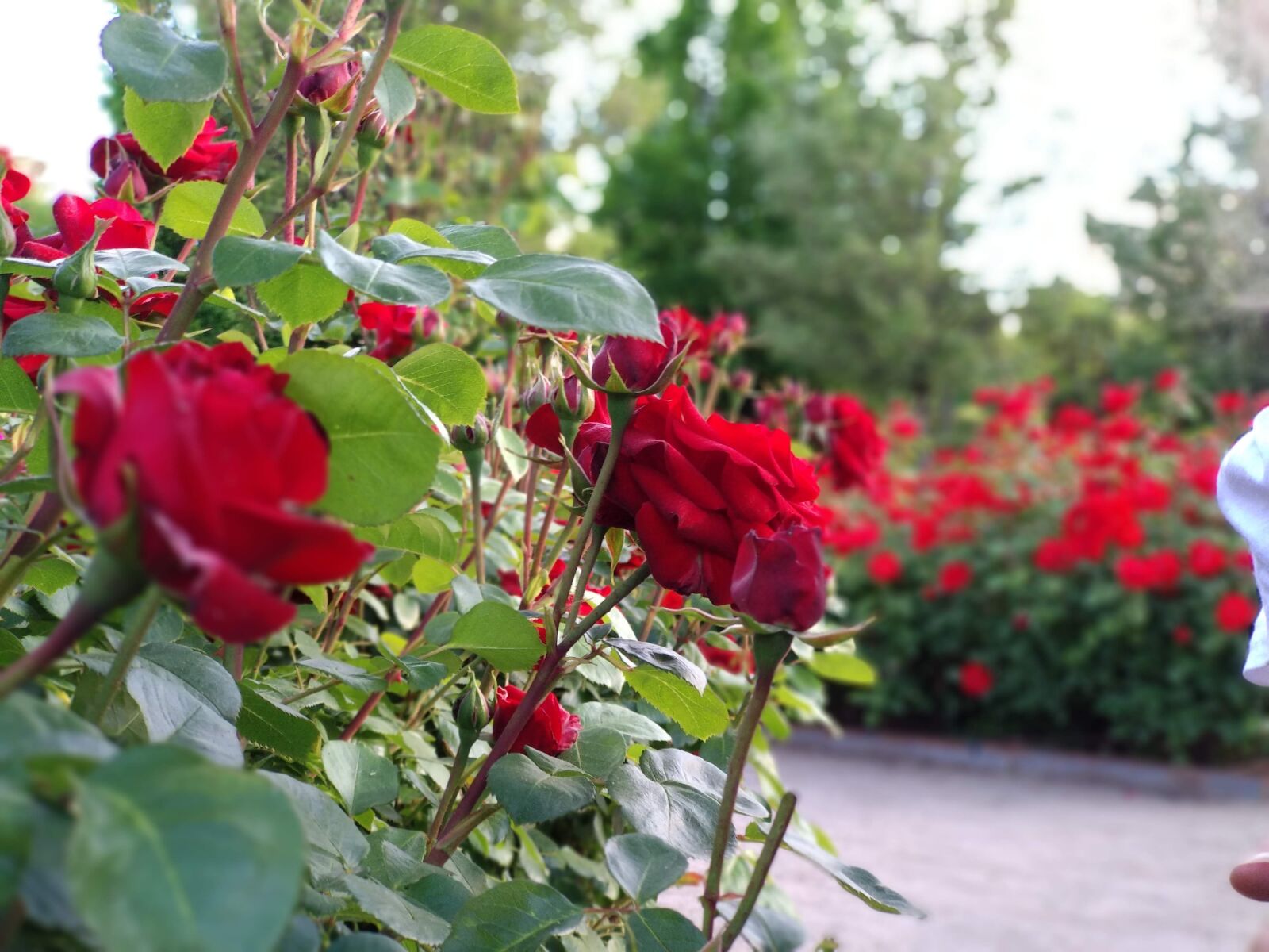 Xiaomi Mi A1 sample photo. Roses, flowers, garden photography