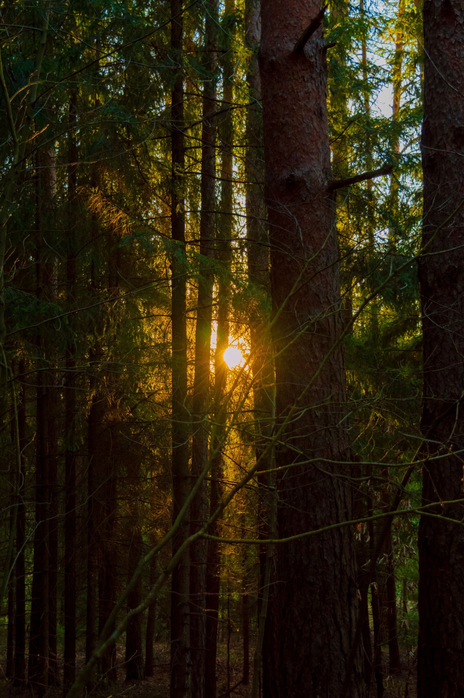Nikon D3200 sample photo. Sun, forest, nature photography
