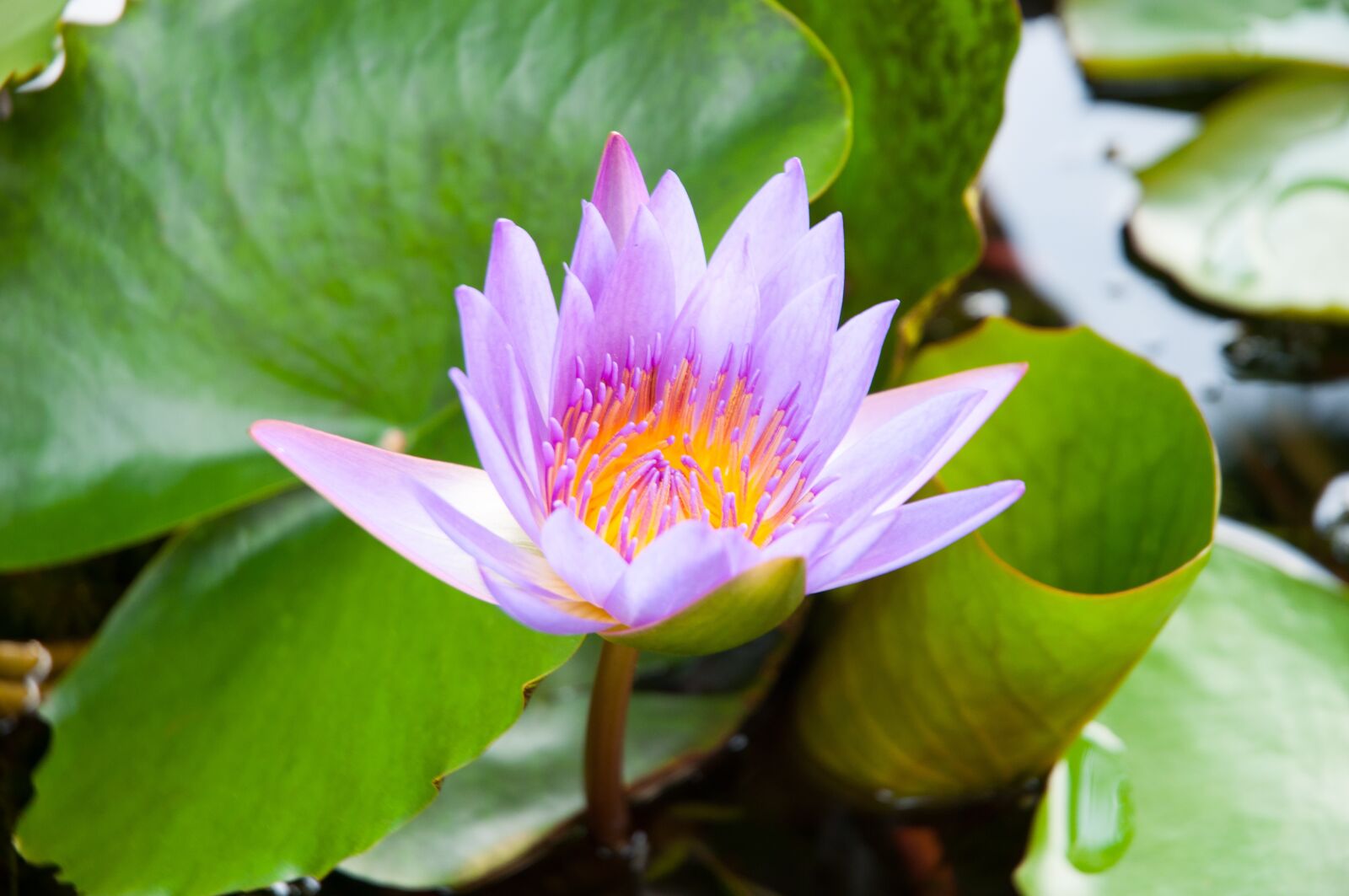 Nikon D90 sample photo. Lotus, purple lotus, pink photography