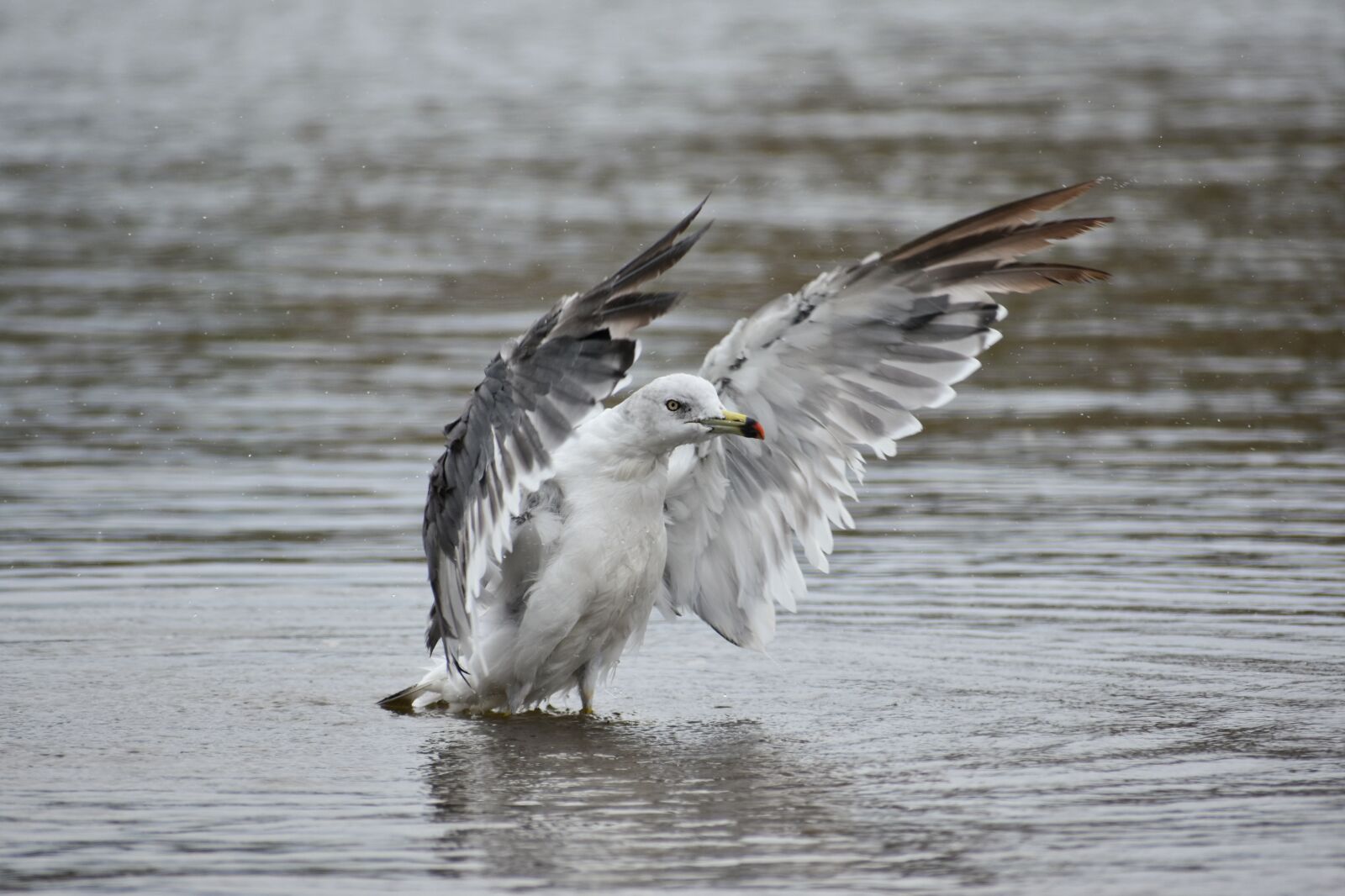 Nikon D7200 sample photo. Animal, sea, beach photography