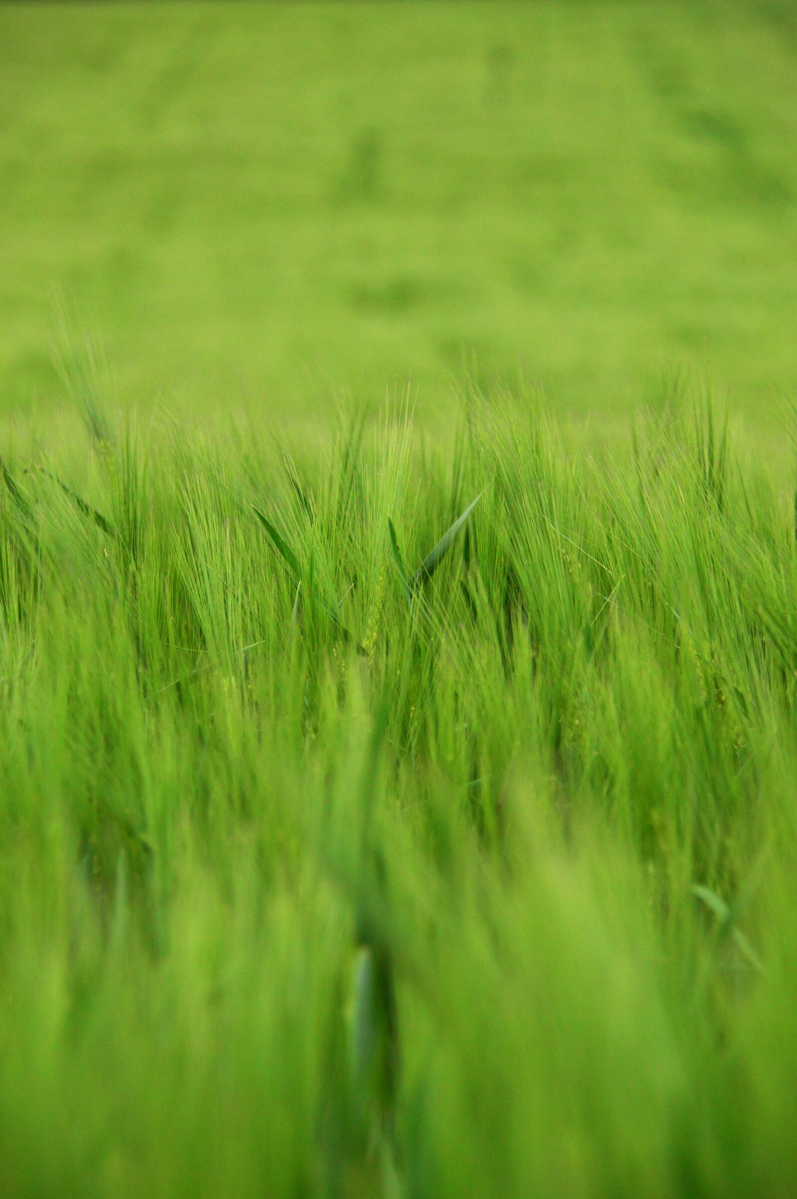 Nikon D3200 sample photo. Lawn, field, meadow photography