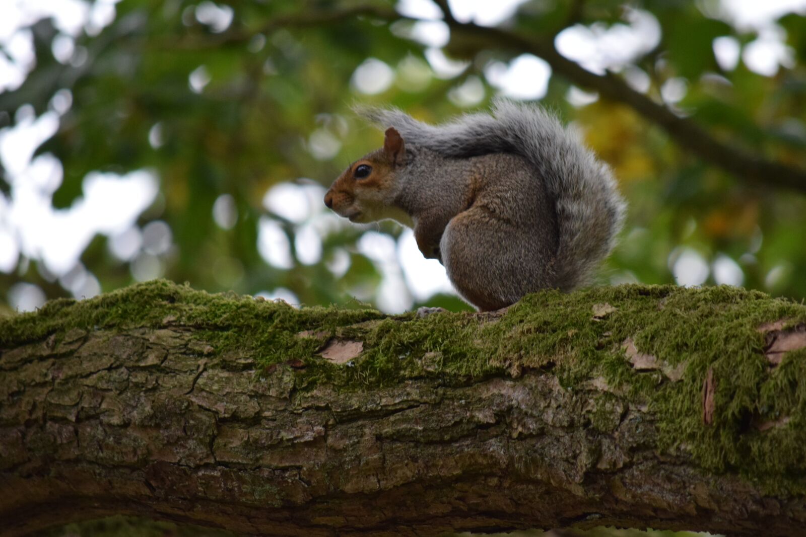 Nikon D3300 sample photo. Squirrel, red, nature photography