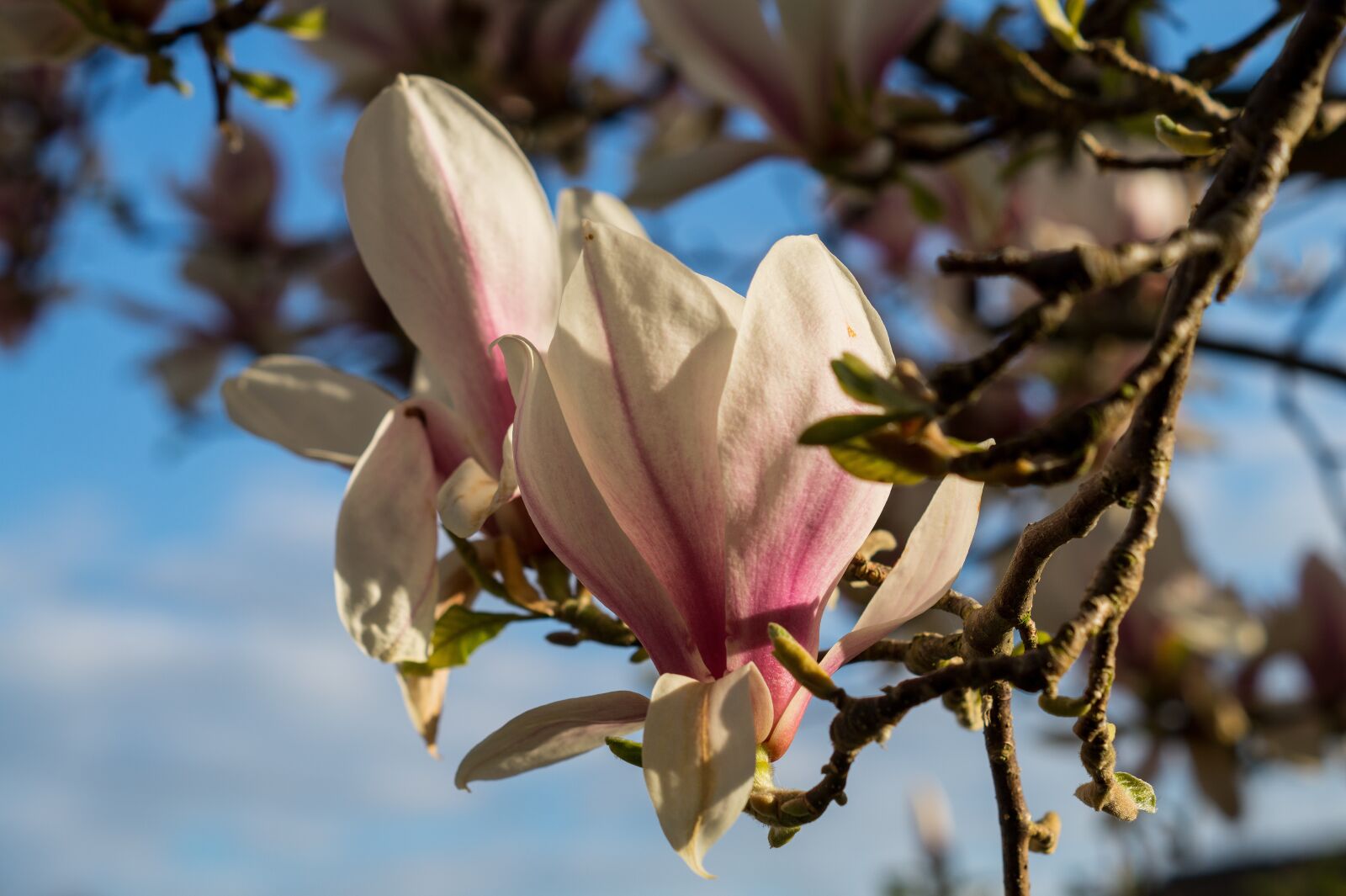 Sony SLT-A58 + Sony DT 50mm F1.8 SAM sample photo. Magnolia, blossom, tree photography