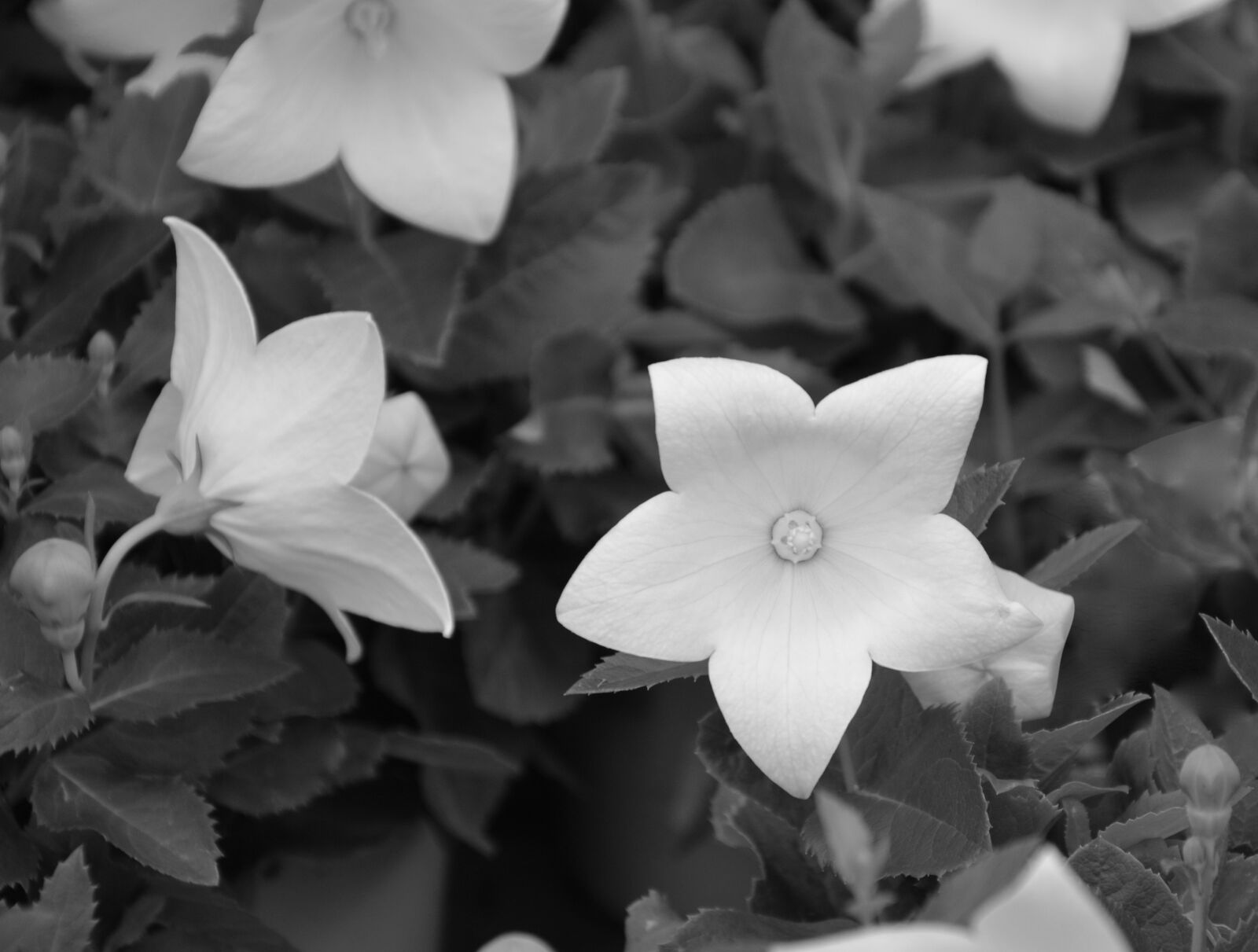 Nikon D5200 sample photo. White flower, photo black photography