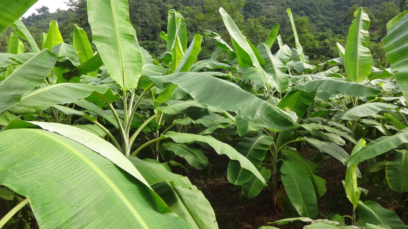 Sony Cyber-shot DSC-WX80 sample photo. Banana, banana garden, nepali photography