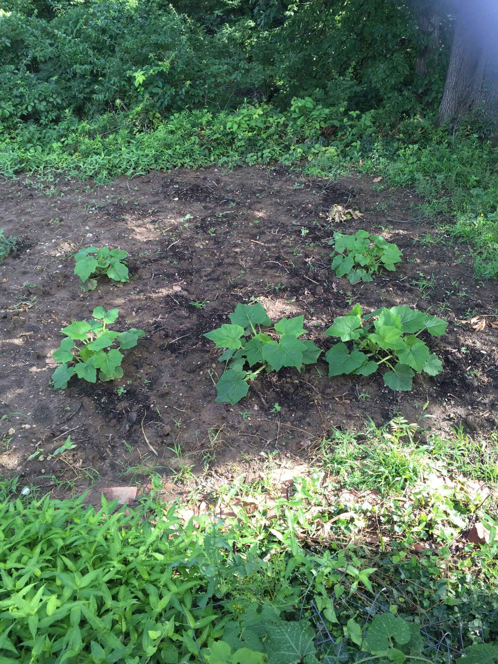 Apple iPhone 6 sample photo. Garden photography