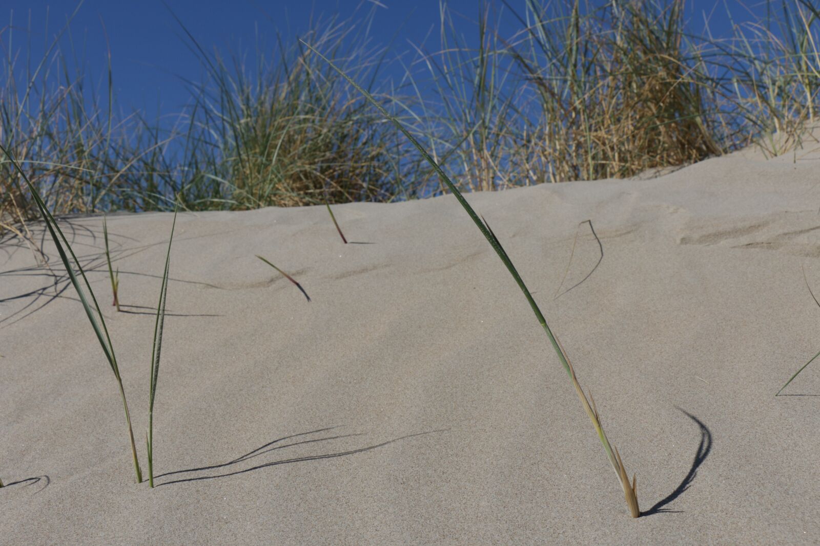 Canon EOS 70D sample photo. Dune, sand, dunes photography