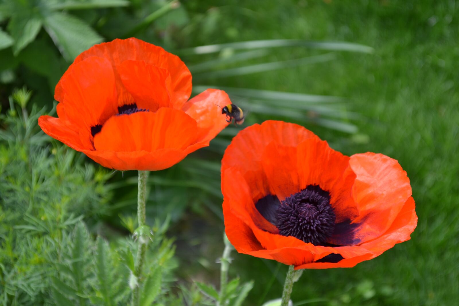 Nikon D3100 sample photo. Poppies, nature, poppy photography
