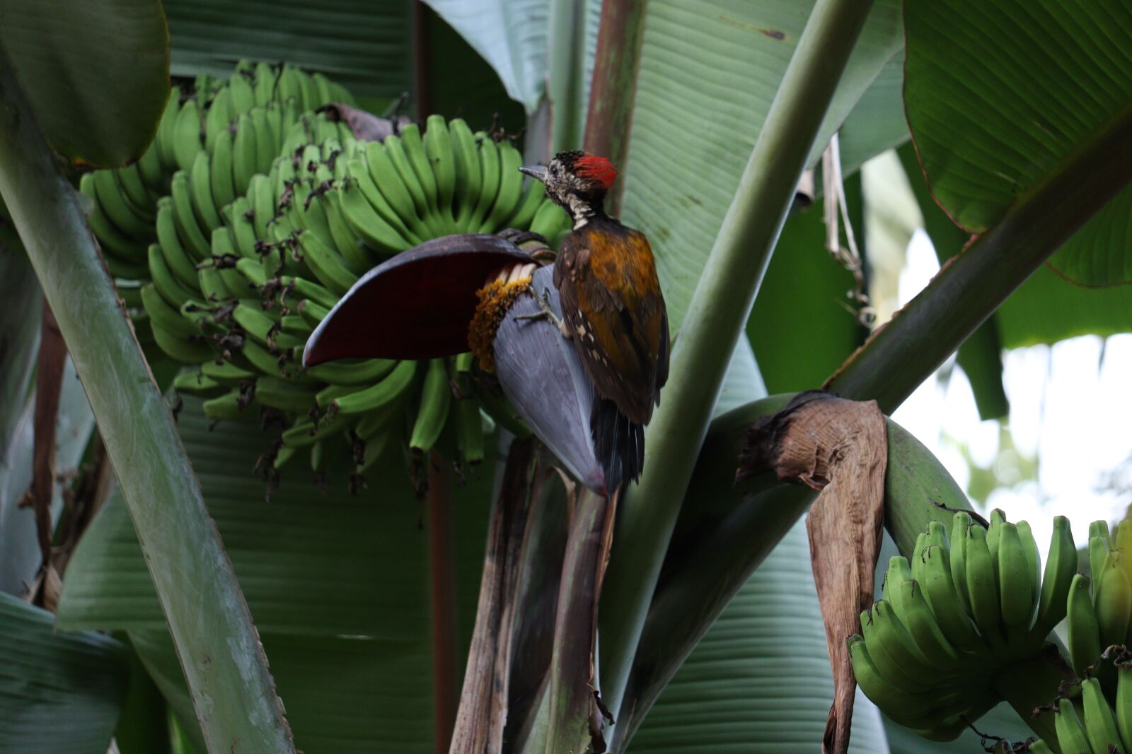 Canon EOS 250D (EOS Rebel SL3 / EOS Kiss X10 / EOS 200D II) sample photo. Bird, banana, fruit photography