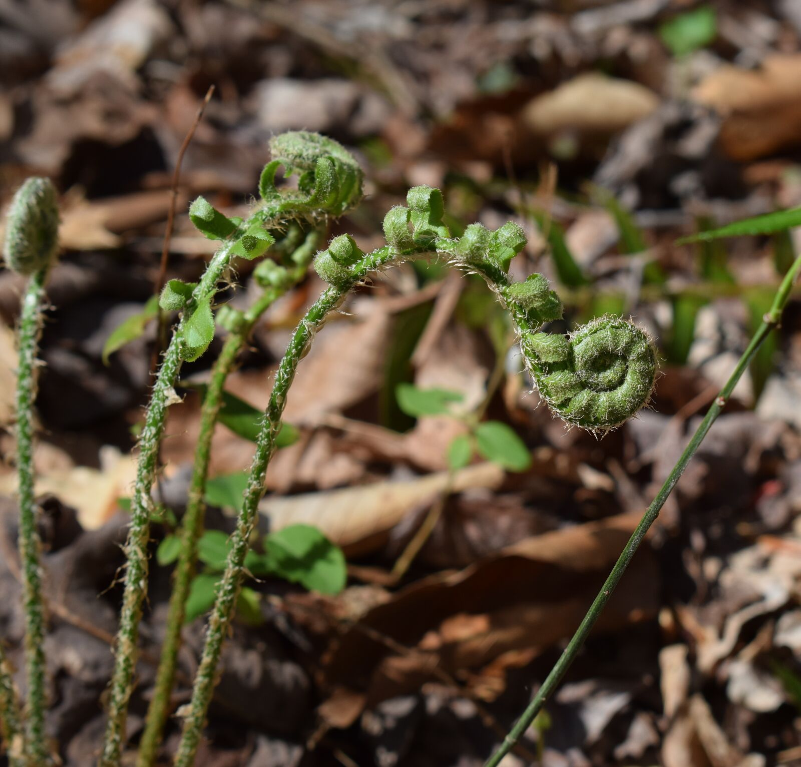 Nikon D3300 sample photo. Ferns unfurling, ferns, plant photography