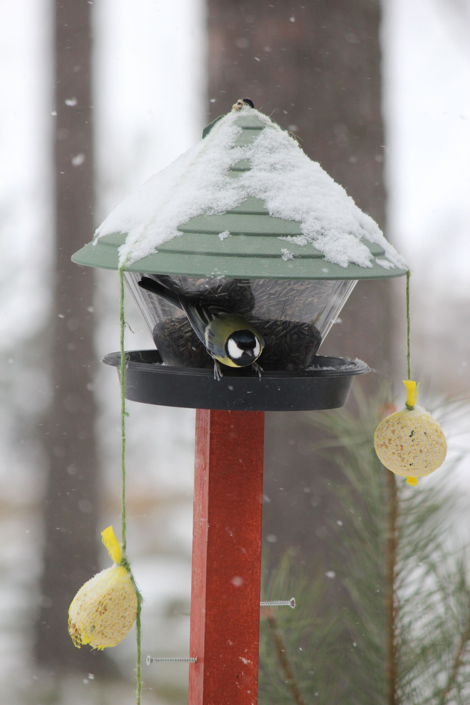 Canon EF-S 55-250mm F4-5.6 IS sample photo. Feeding the birds, winter photography