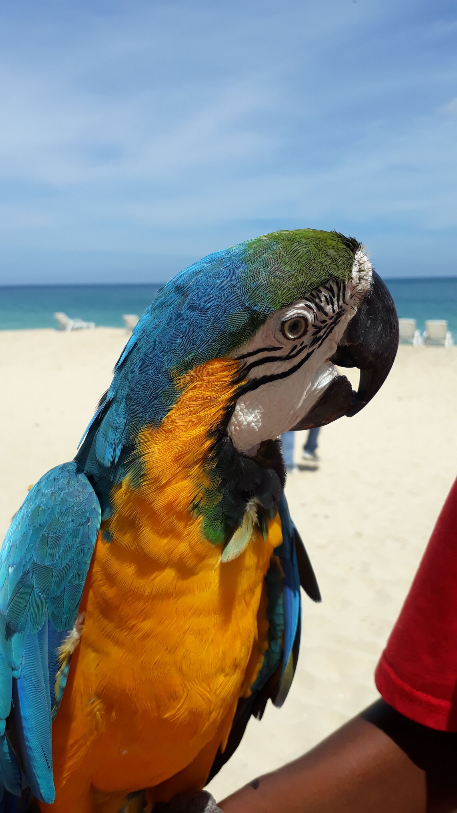 Samsung Galaxy J5 Prime sample photo. Beach, parrot, macaw photography