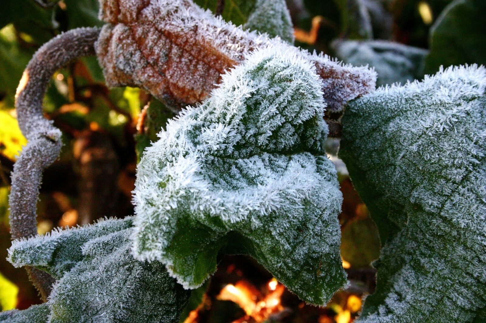 Canon EOS 300D (EOS Digital Rebel / EOS Kiss Digital) sample photo. Snow, eiskristalle, leaves photography
