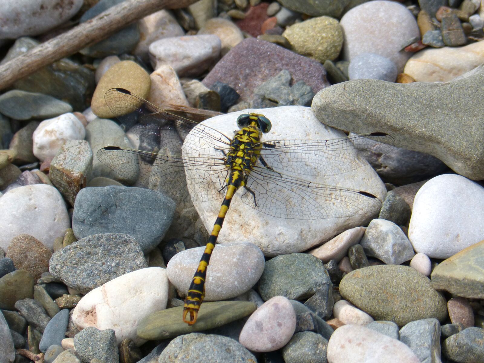 Panasonic DMC-FZ62 sample photo. Dragonfly, brindle, stones photography