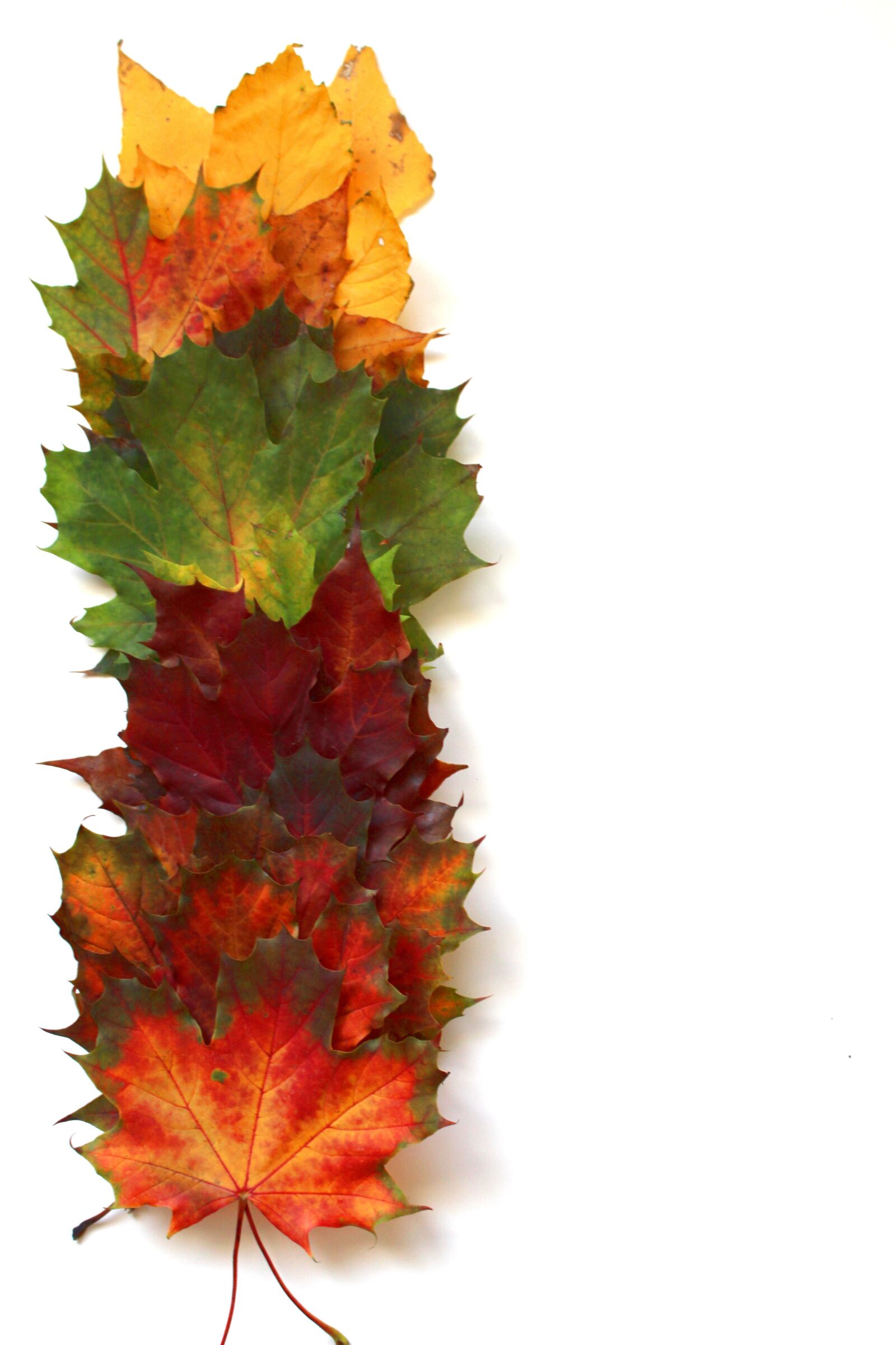 Canon EOS 700D (EOS Rebel T5i / EOS Kiss X7i) sample photo. Leaves, autumn, fall foliage photography