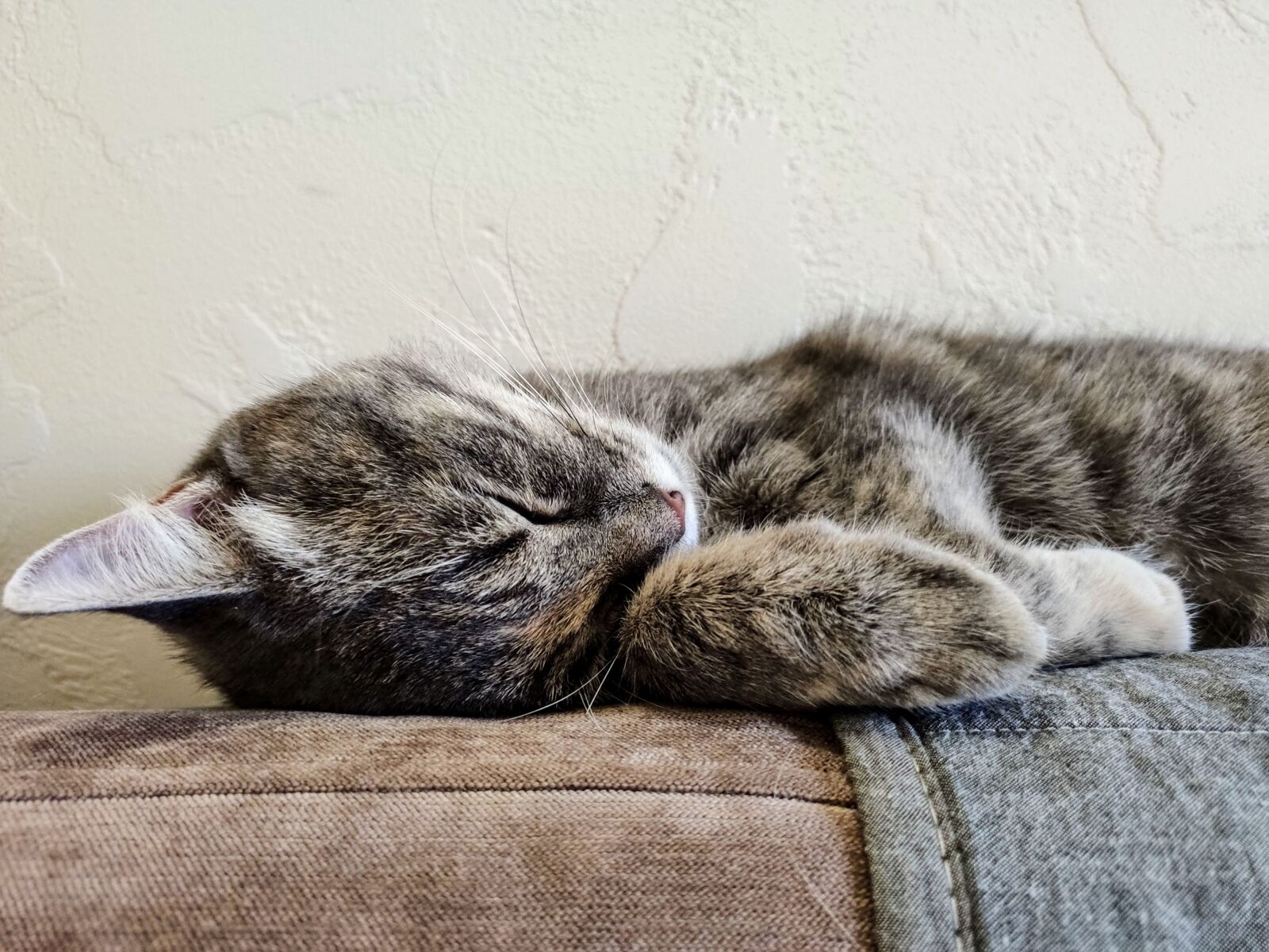 Xiaomi MI 9 sample photo. Cat, sleep, animal photography