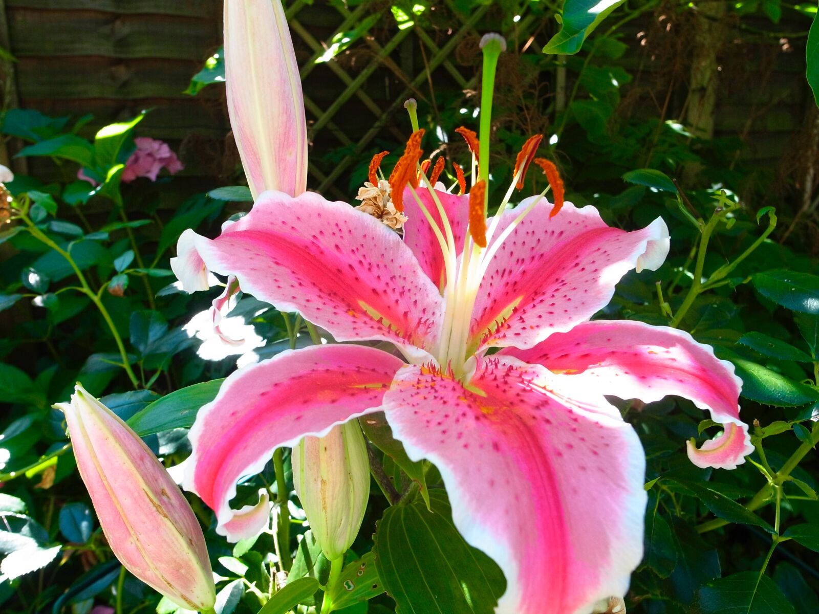 Ricoh GR DIGITAL 3 sample photo. Flower, garden, lily, pink photography