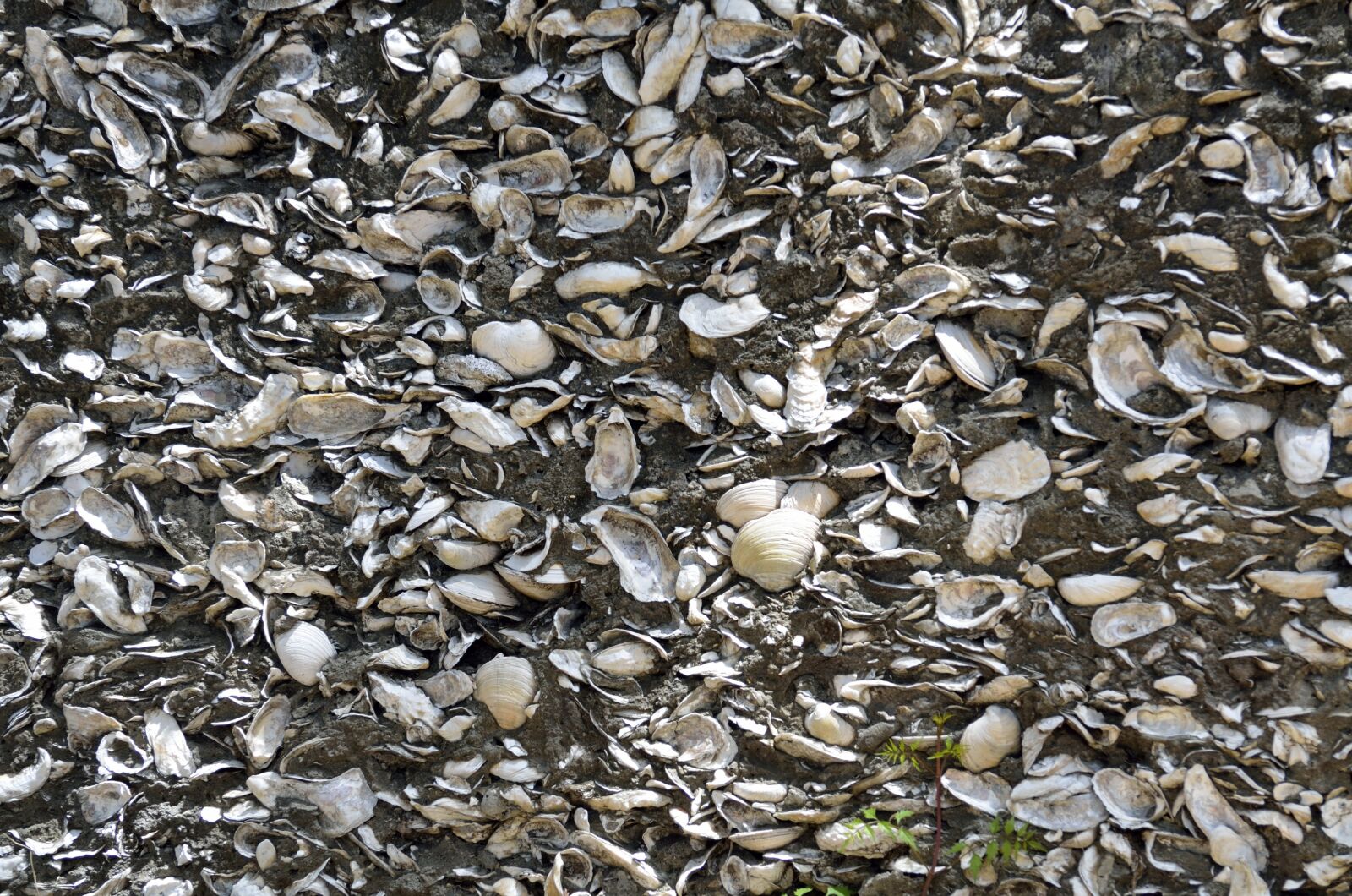 Nikon D7000 sample photo. Wall, background, backdrop photography