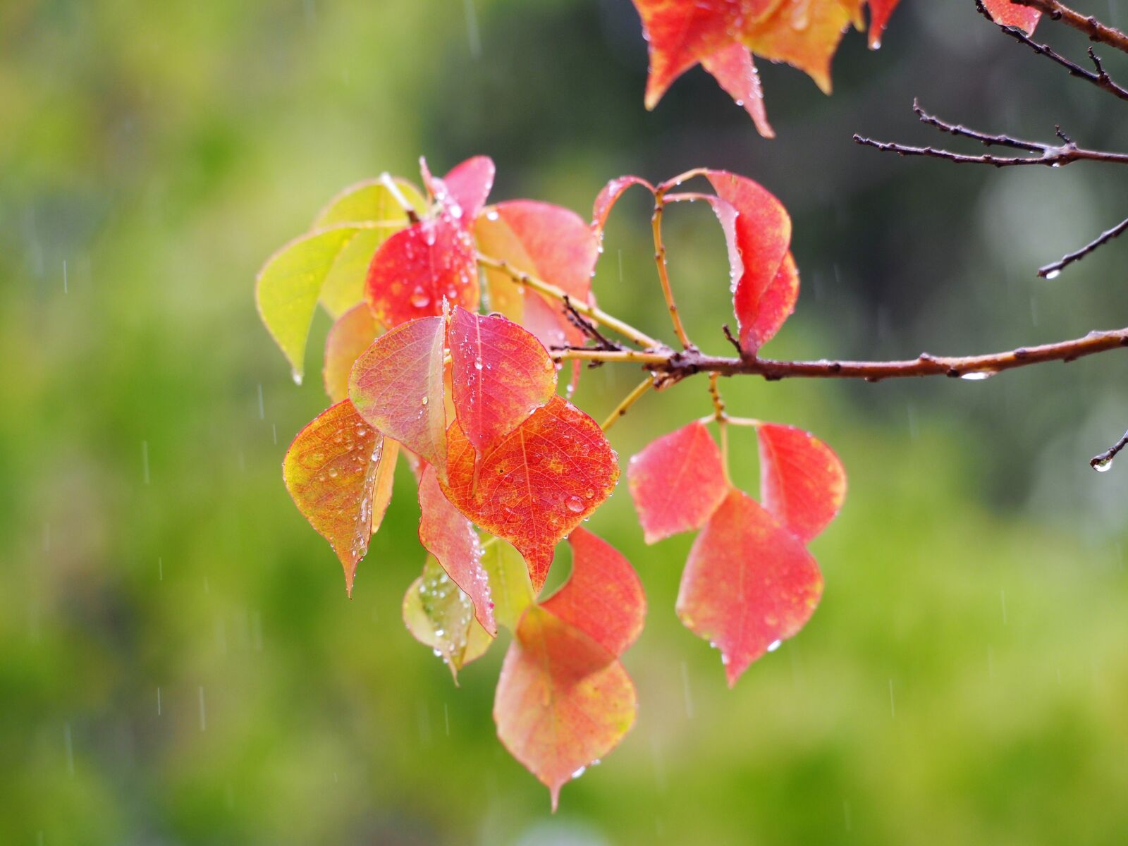 Olympus OM-D E-M5 sample photo. Autumn color, branch, foliage photography