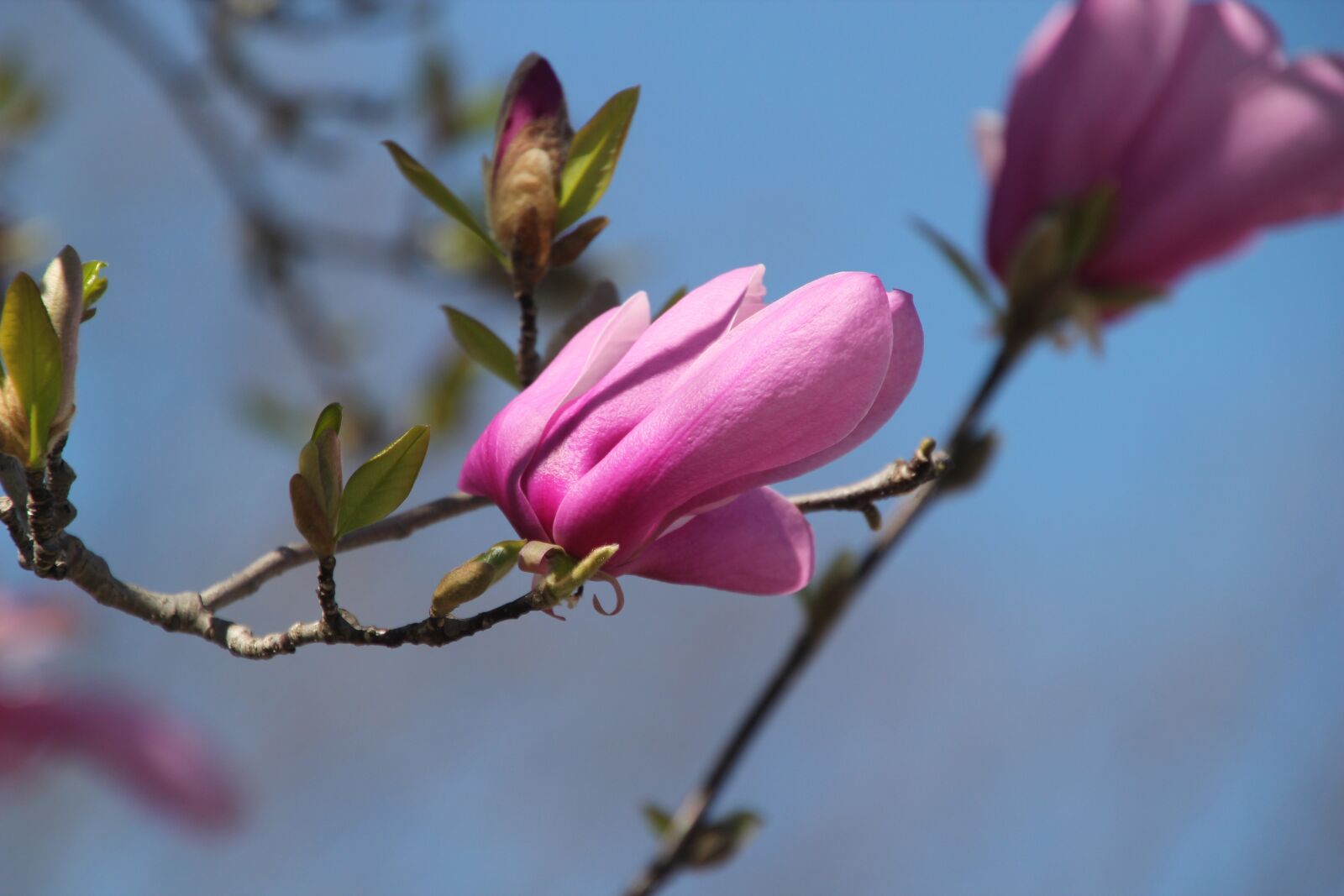 Canon EOS 550D (EOS Rebel T2i / EOS Kiss X4) sample photo. Tulip tree, flower, blossom photography