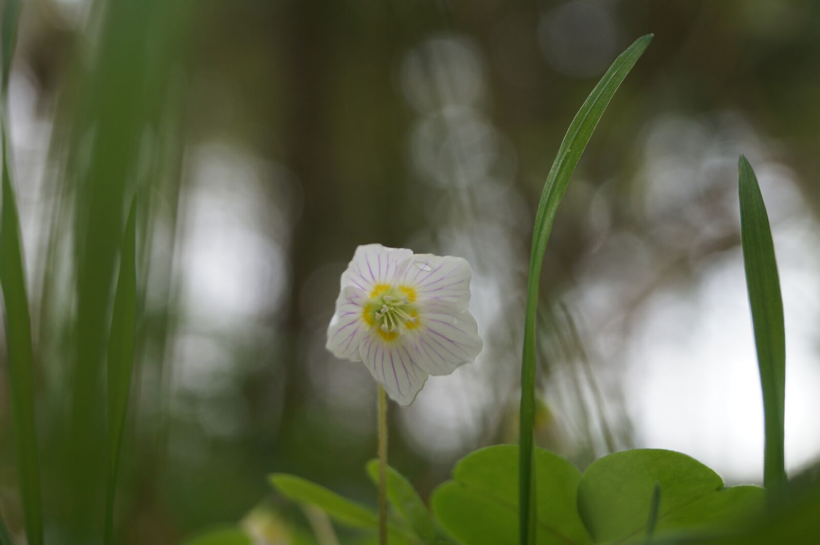 Sony SLT-A57 sample photo. Flower, forest floor, the photography
