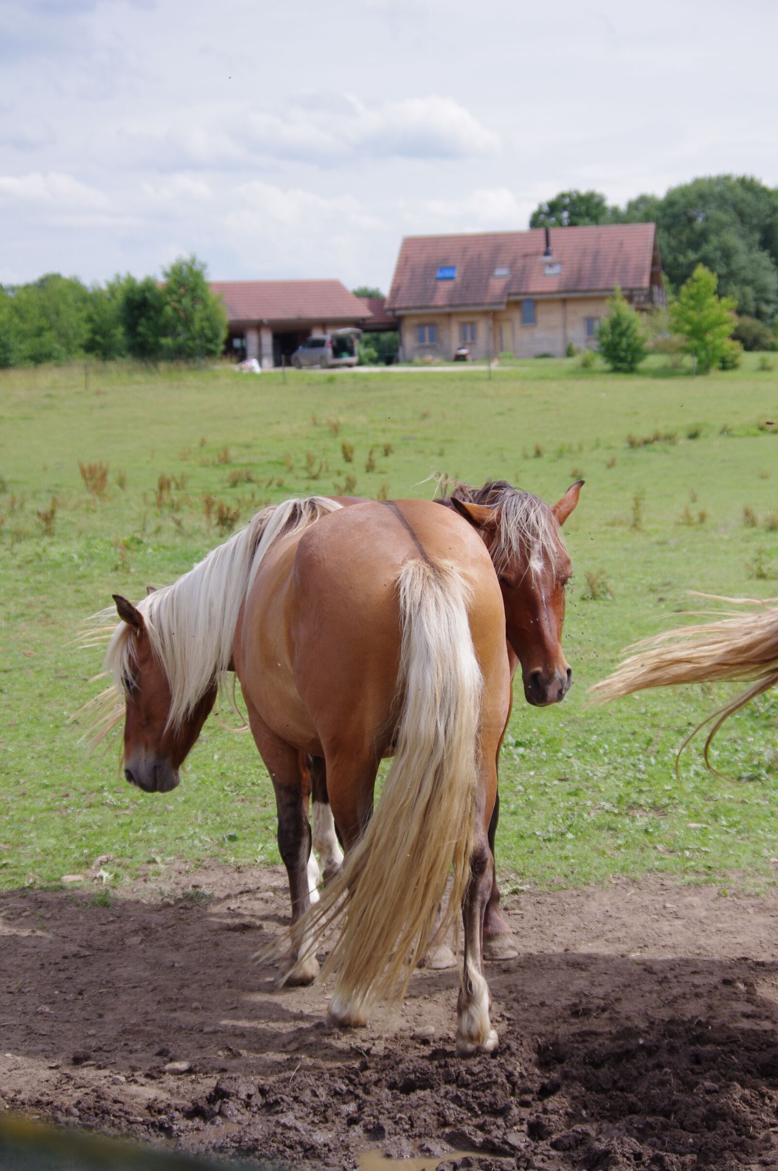 Pentax K-r sample photo. Horses, animals, horse photography