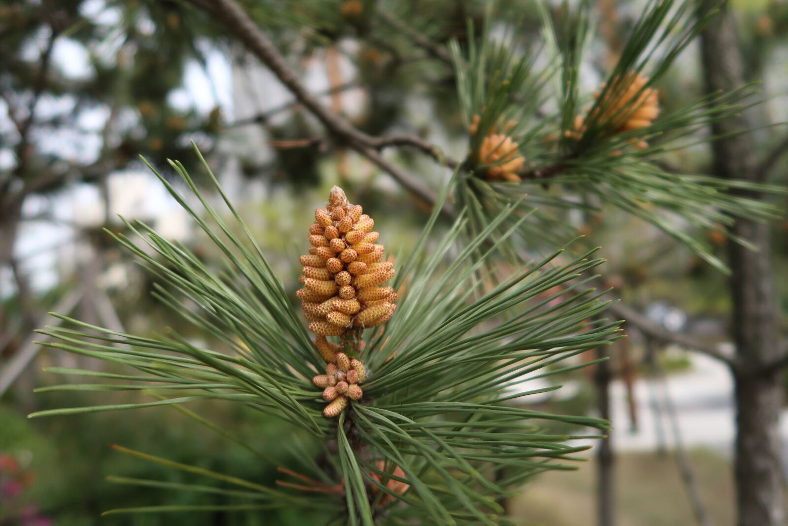 Canon PowerShot G7 X Mark II sample photo. Wood, pine, nature photography