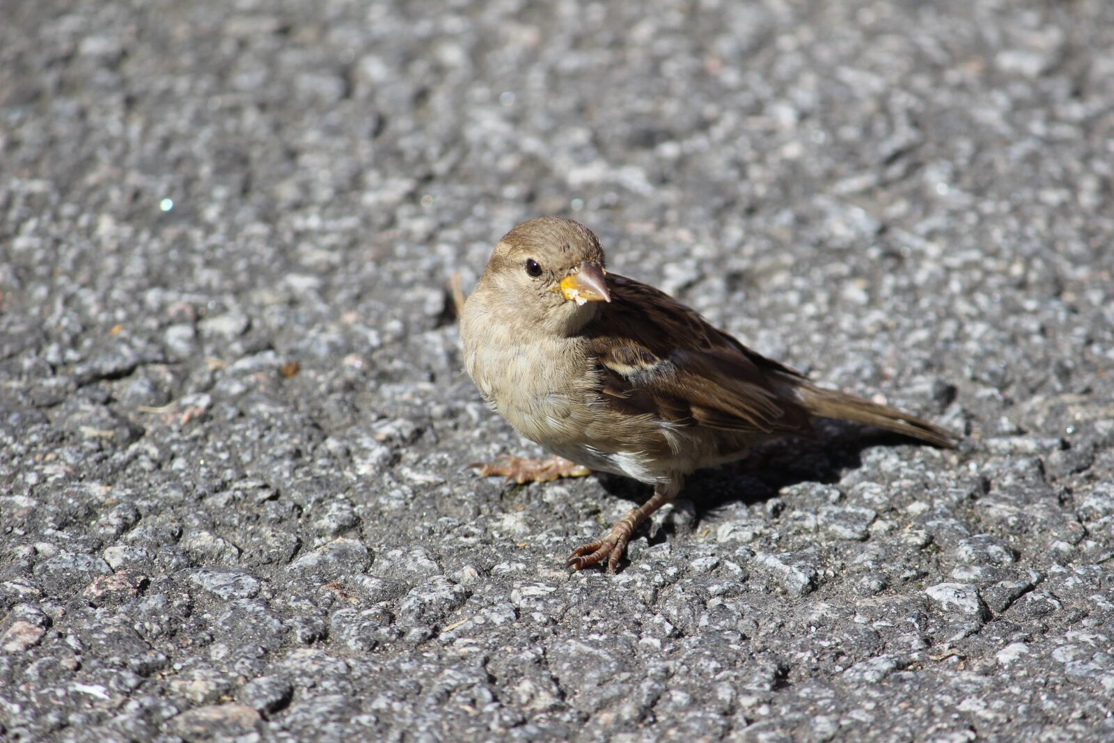 Canon EF-S 55-250mm F4-5.6 IS sample photo. Bird, asphalt, summer photography