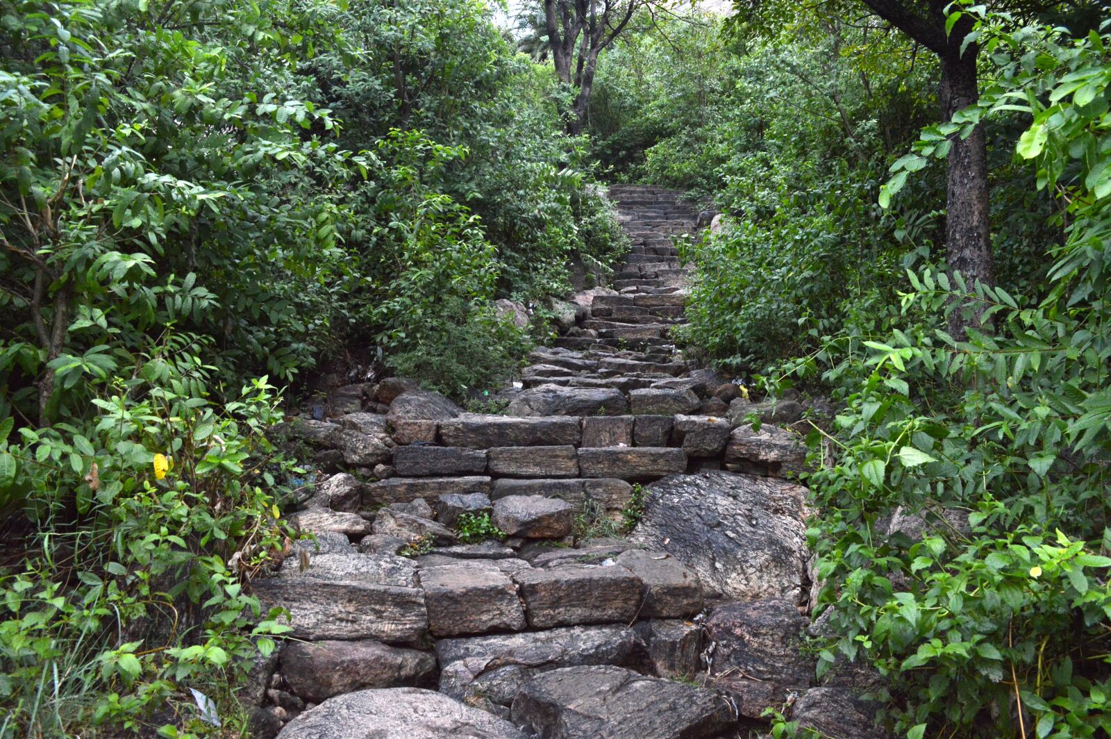 Nikon D3200 sample photo. Forest steps, nature, natural photography