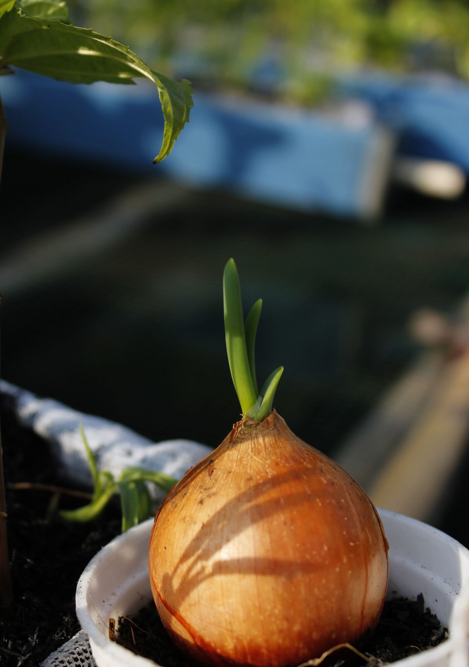 Canon EOS 1100D (EOS Rebel T3 / EOS Kiss X50) sample photo. Onion, plant, vegetable photography