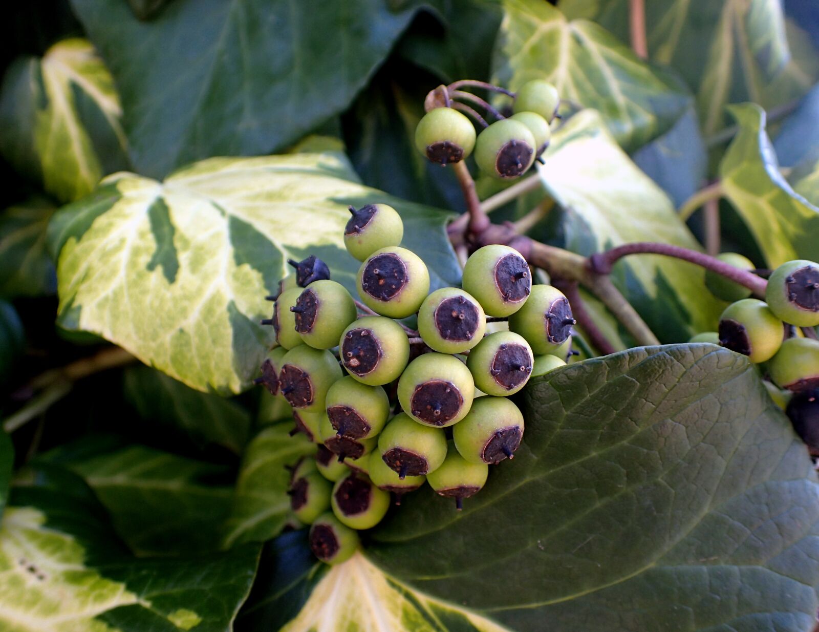 Olympus TG-4 sample photo. Ivy, berries, fruit photography