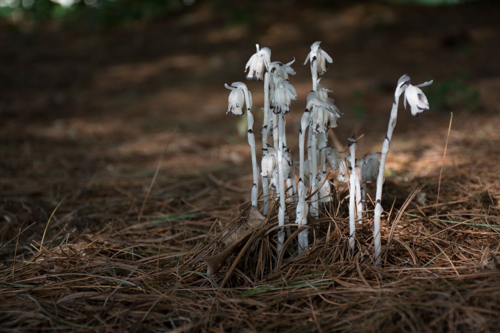 Nikon D7100 sample photo. Mushroom, indian pipe, fungi photography
