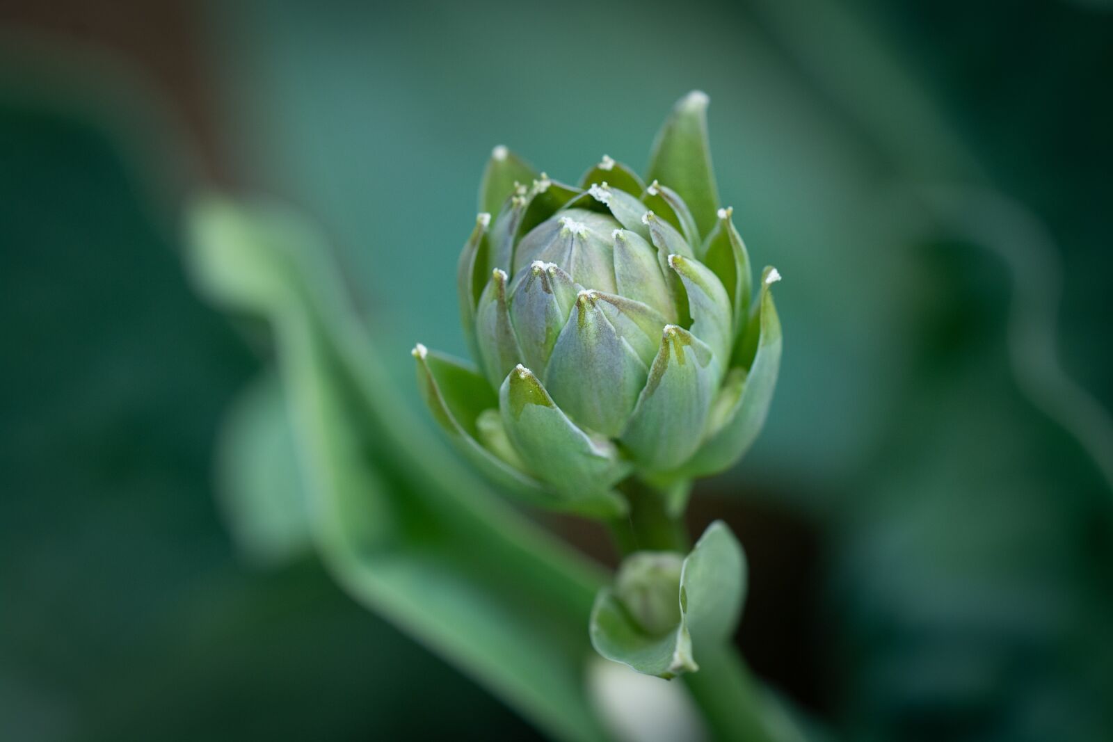 Nikon D7100 sample photo. Plant, bud, green photography