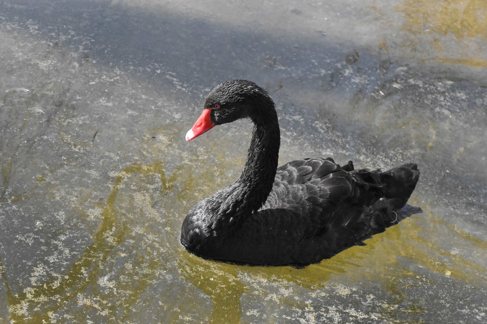 Nikon D5500 sample photo. Black, water, lake, swan photography