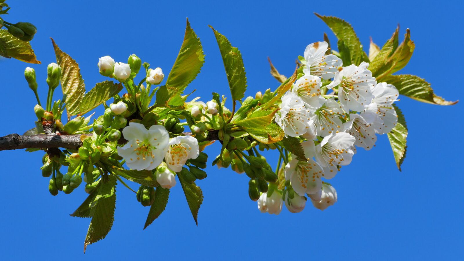 Panasonic Lumix DMC-FZ1000 sample photo. Cherry, flowers, spring photography