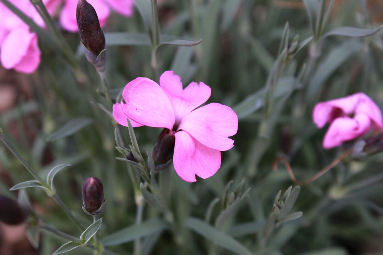 Canon EOS 1300D (EOS Rebel T6 / EOS Kiss X80) sample photo. Nature, plant, flower photography