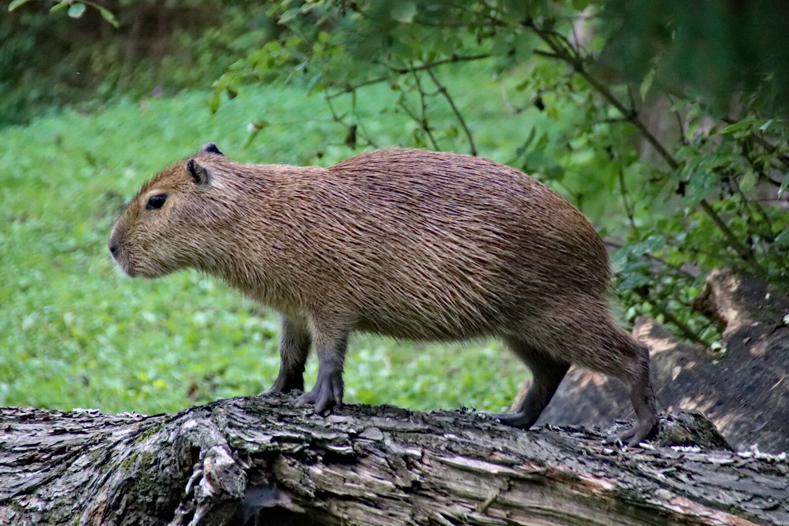 Canon EOS 77D (EOS 9000D / EOS 770D) sample photo. Capybara, rodent, animal photography