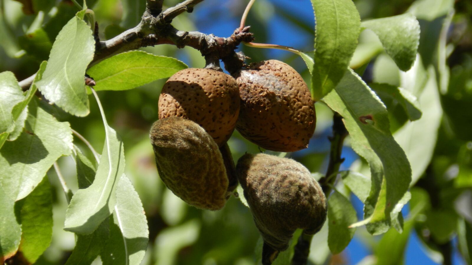 Nikon Coolpix P500 sample photo. Fruit, nature, food photography