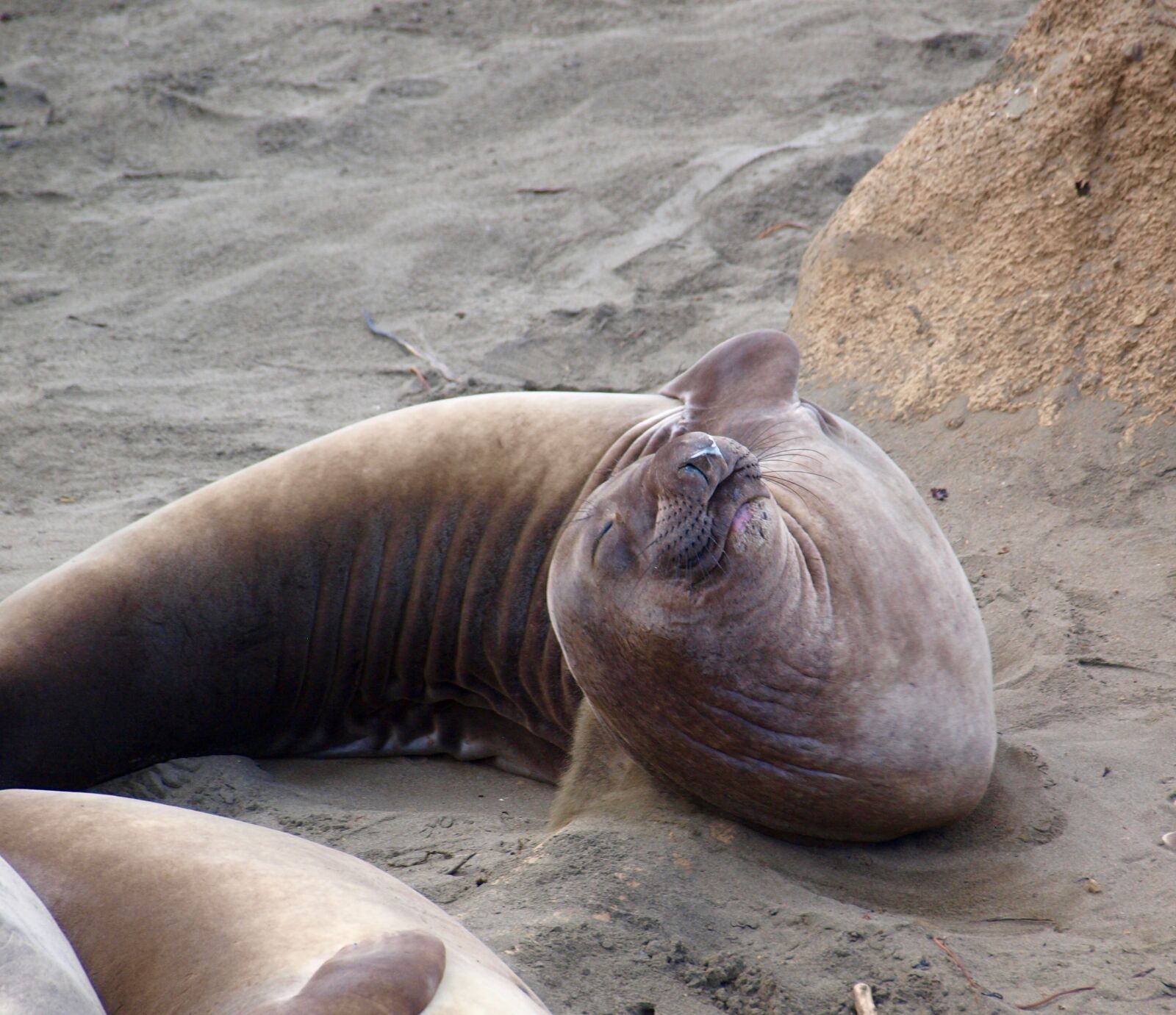 Olympus E-420 (EVOLT E-420) sample photo. Elephant seal, mammal, pinniped photography