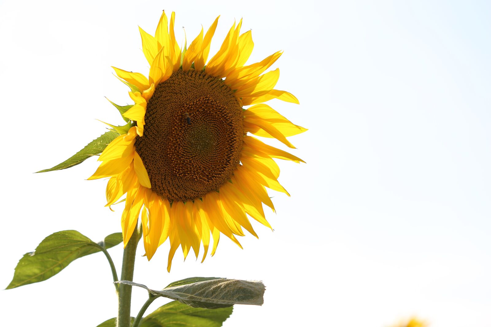 Canon EF 70-300 F4-5.6 IS II USM sample photo. Agriculture, sunflower, bloom photography