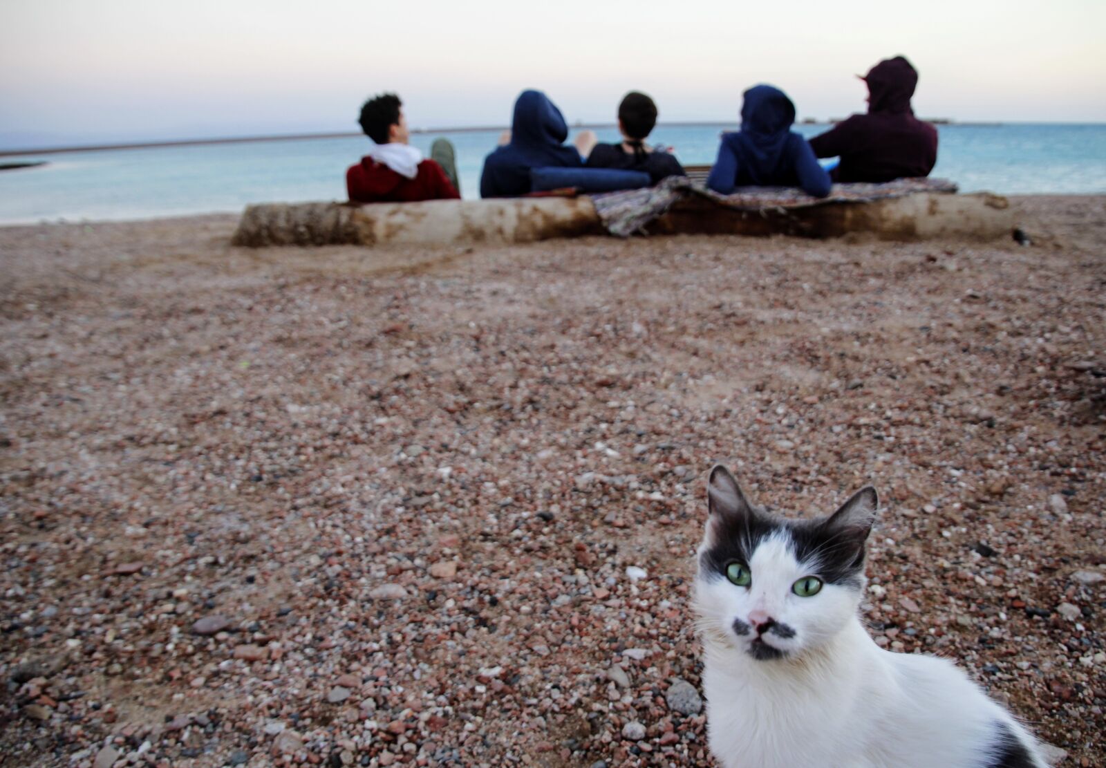 Canon EOS 60D sample photo. Cat, watch, sea photography