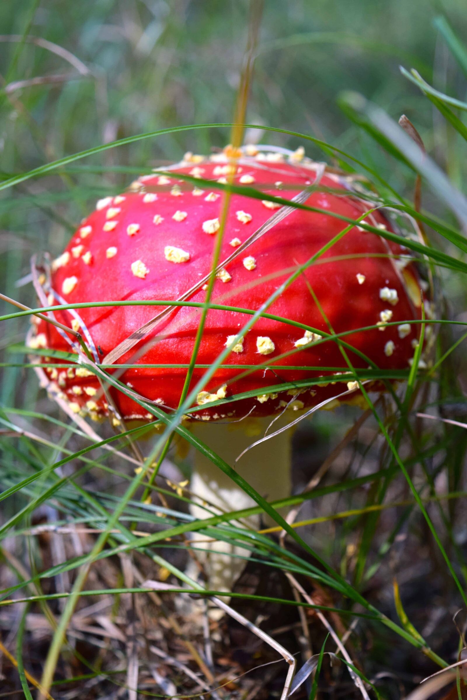 Nikon D3300 sample photo. Green grass, nature, fungus photography